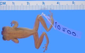 Media type: image; Herpetology A-10500